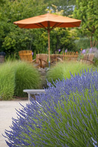 Lavender flowers in park