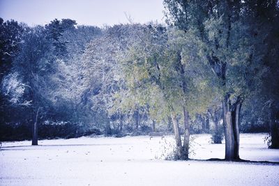 Trees on snow covered land