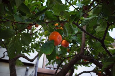 Low angle view of fruits on tree