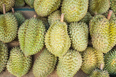 Full frame shot of cactus