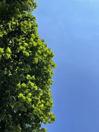 Low angle view of tree against clear blue sky