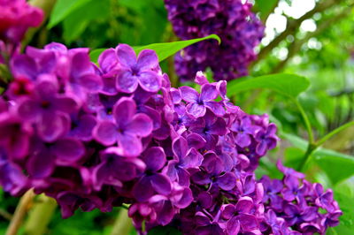 Close-up of purple flowers