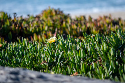 Close-up of flowering plants on land