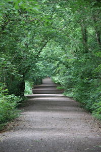 Road amidst trees in forest