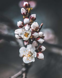 flowering plant