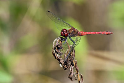Close-up of dragonfly on twig