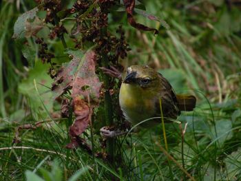 Close-up of bird perching on branch