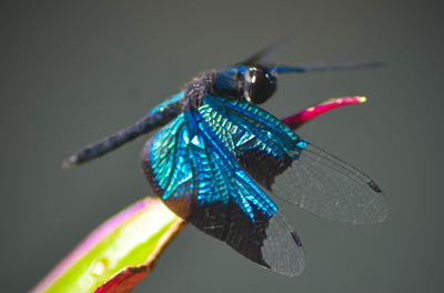 Close-up of insect