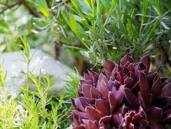 Close-up of flowering plants