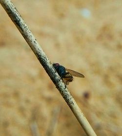 Close-up of damselfly perching on stem