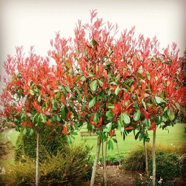 red, growth, tree, nature, beauty in nature, tranquility, field, plant, grass, clear sky, tranquil scene, leaf, day, sky, green color, branch, outdoors, freshness, landscape, scenics