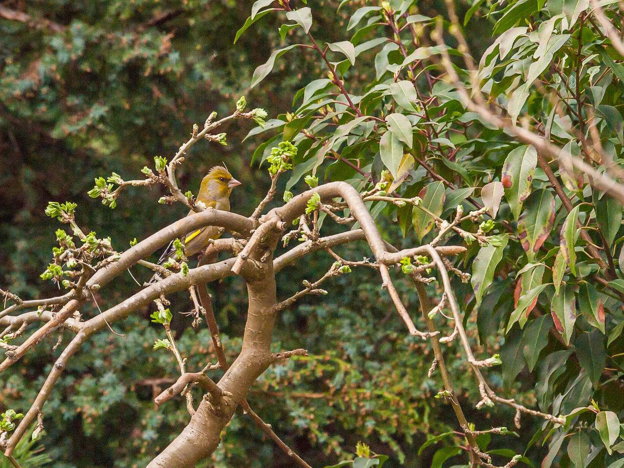 LOW ANGLE VIEW OF A PERCHING ON TREE