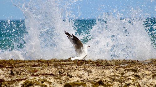 View of bird on beach