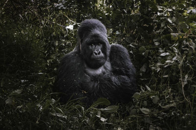 Portrait of monkey in a forest