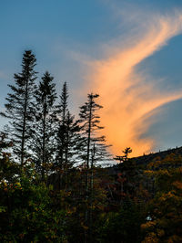 Low angle view of tree during sunset