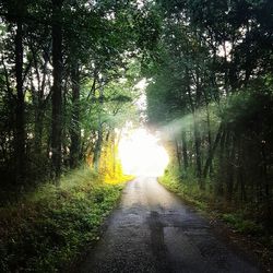 Road passing through trees