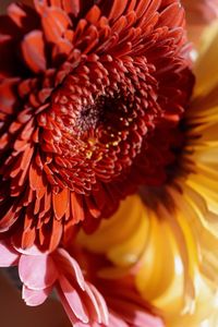 Close-up of orange flowering plant