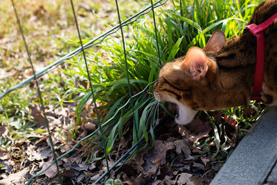 Bengal domestic cat walking in the street on a leash and eats grass.