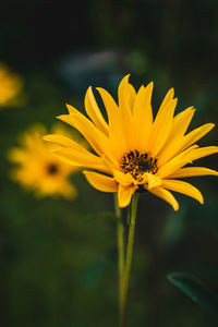 Close-up of insect on yellow flower