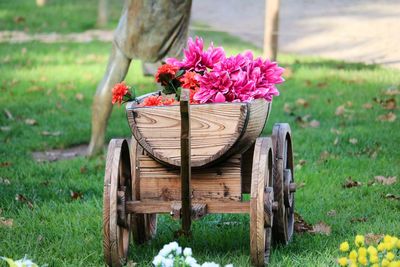 Pink flowering plants in basket on field