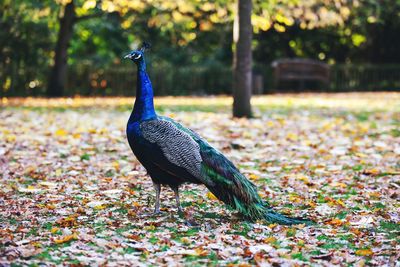 Bird on a field