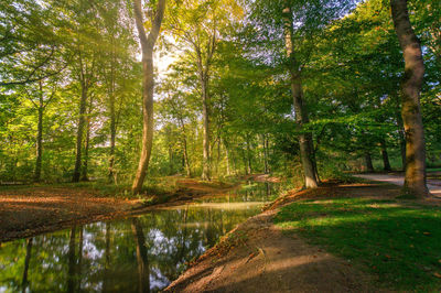 Scenic view of forest