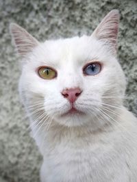 Close-up portrait of white cat