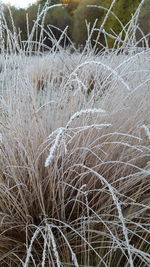 Close-up of grass on field