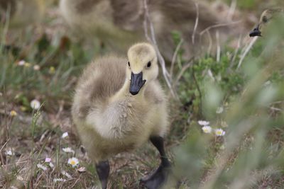 Gosling in a field