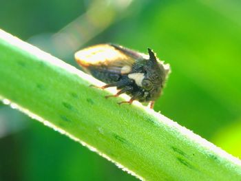 Close-up of insect on plant