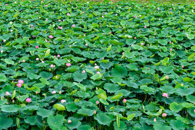 Full frame shot of flowering plants on field