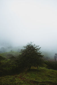 Trees on landscape against sky