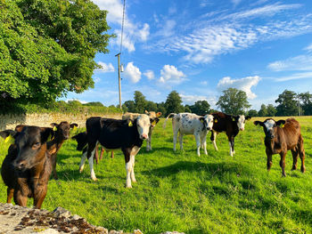 Herd of cows relaxing on the field. 