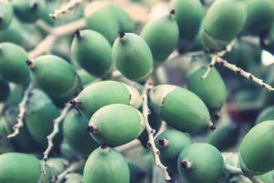 Close-up of fruits growing on tree