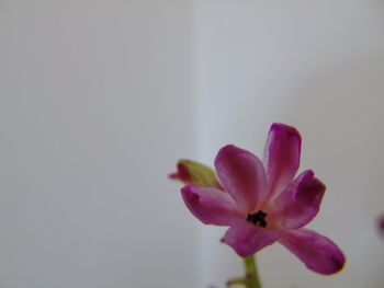 Close-up of flowers