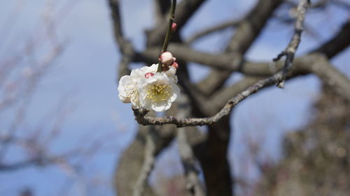 Close-up of cherry blossom on tree