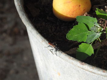 plant