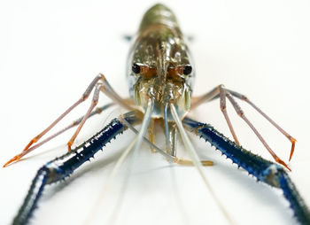 Close-up of insect over white background