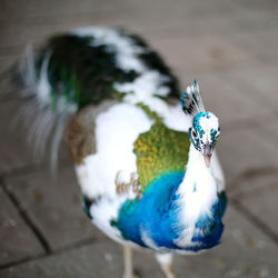 Close-up portrait of a bird