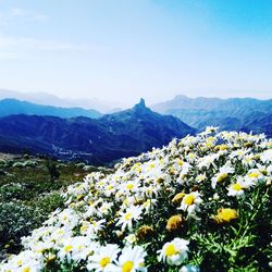 Scenic view of flowering plants and mountains against sky