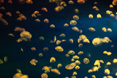 Full frame shot of jellyfish swimming in sea