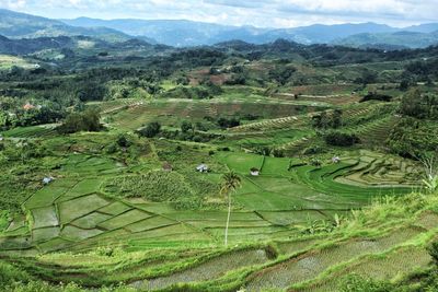 Scenic view of agricultural field