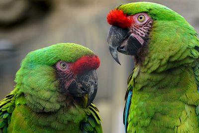 Close-up of great green macaws