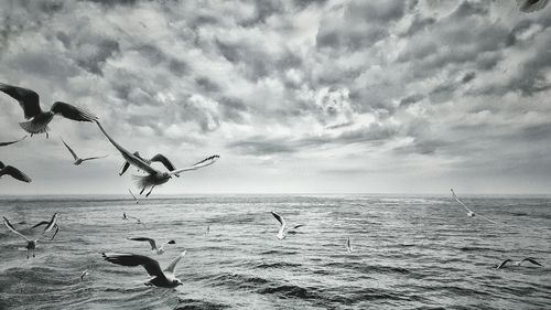 Seagulls flying over sea against sky