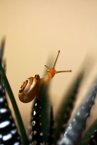 Close-up of snail on leaf