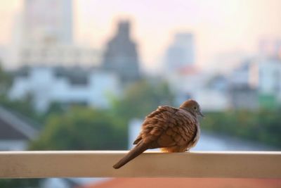 Close-up of bird perching on roof