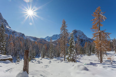 Orange larches and firs covered with snow in a sunny day, mount pelmo, dolomites, italy