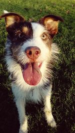 Close-up portrait of dog