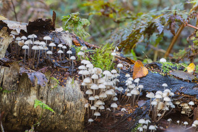 Close-up of mushrooms growing on field in forest