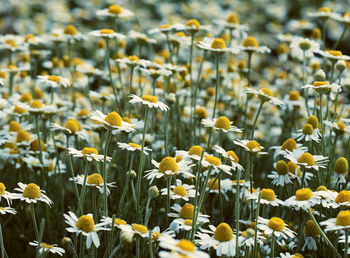 Large field with white blooming daisies on a spring day, selective focus